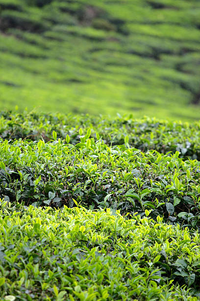 istock Cameron Highland, Malaysia 525076593