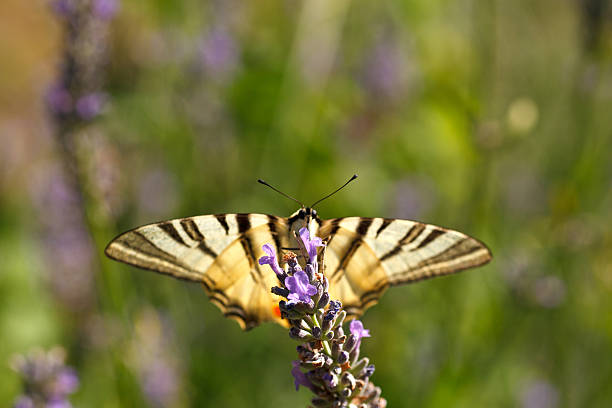 istock Old World Swallowtail on lavender flowers 525077931
