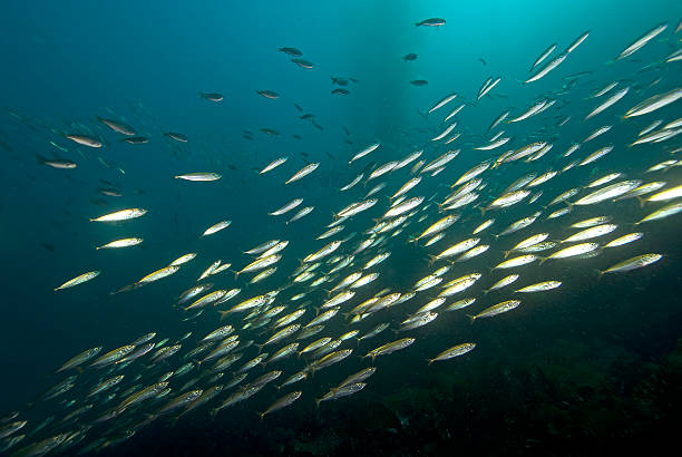 istock Schooling Sardines at California Kelp Forest 525078065