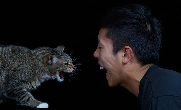 gato y hombre lucha - domestic cat anger hissing aggression fotografías e imágenes de stock