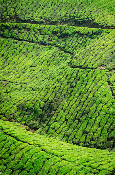 istock Tea Plantation in Cameron Highlands 525078655