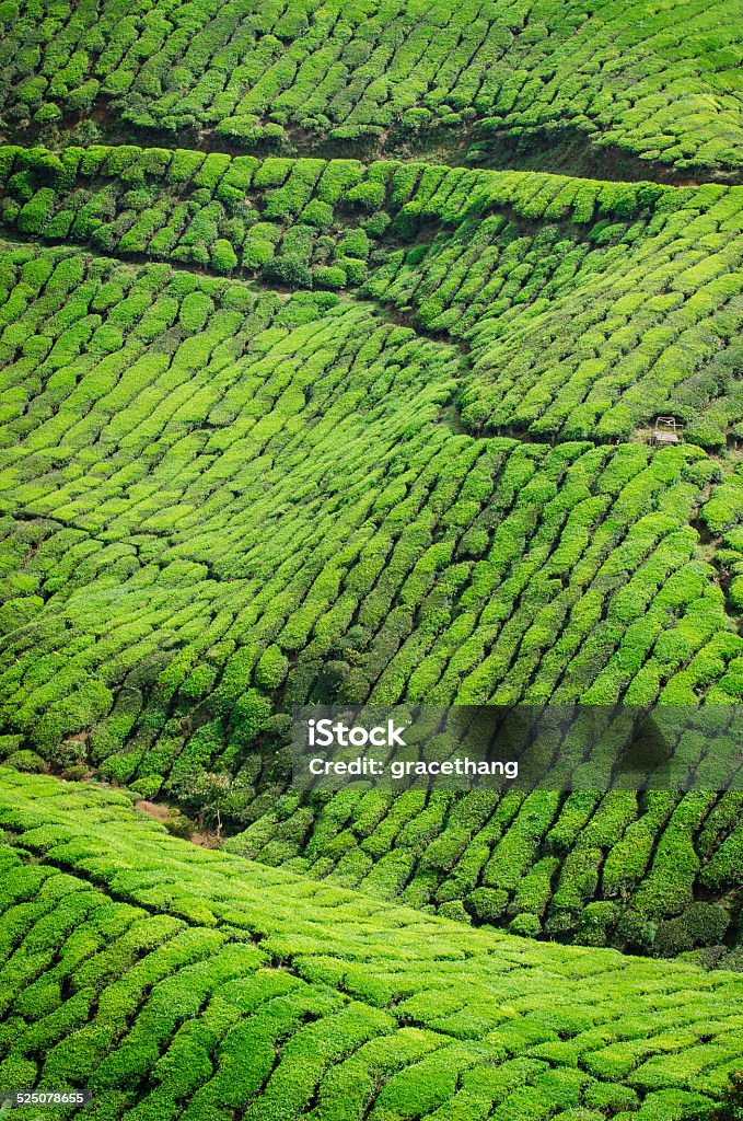 Tea Plantation in Cameron Highlands Agricultural Field Stock Photo