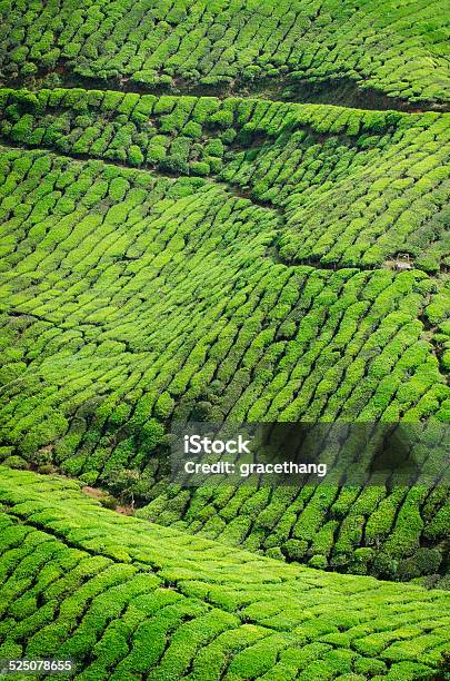 Tea Plantation In Cameron Highlands Stock Photo - Download Image Now - Agricultural Field, Agriculture, Asia