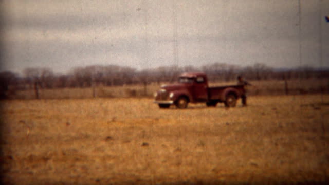 1951: Old farm truck driving in golden cattle field.