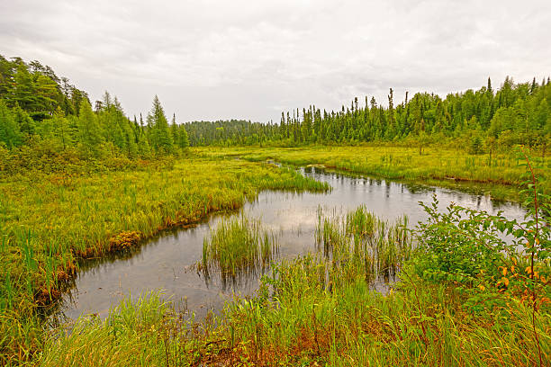 istock Quiet Creek in a North Woods Wetland 525104217