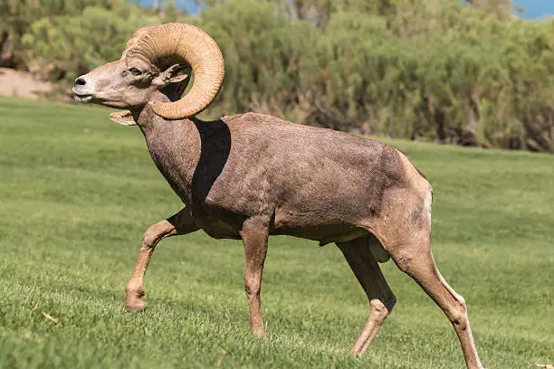 Photo of Desert Bighorn Ram