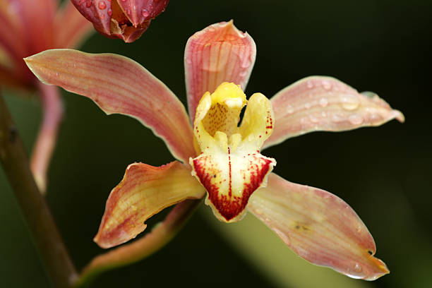 istock Close up of orchid 525106791