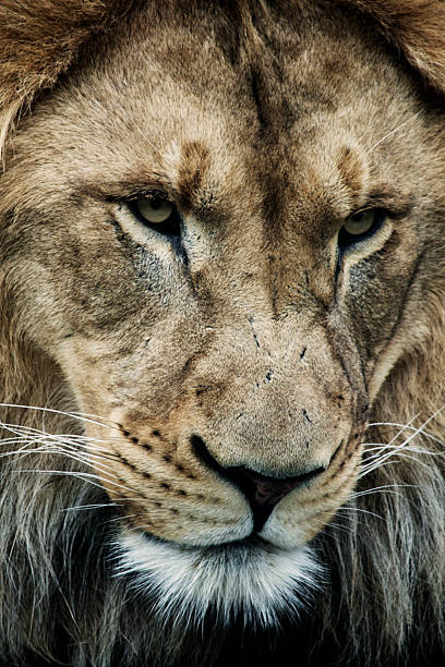 istock Close-up of a Lion's Face 525109545