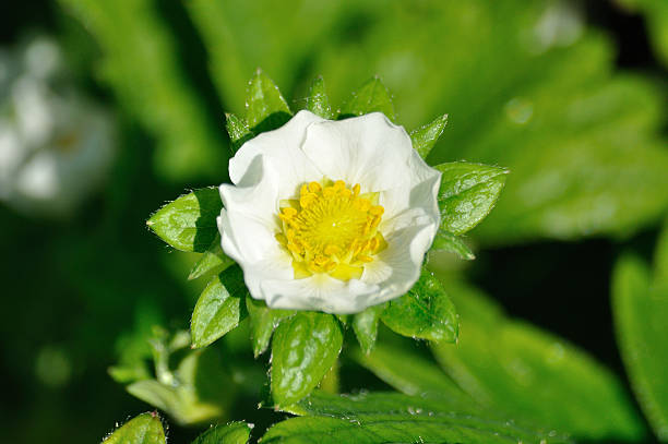 istock fragile white flower of strawberry 525110539