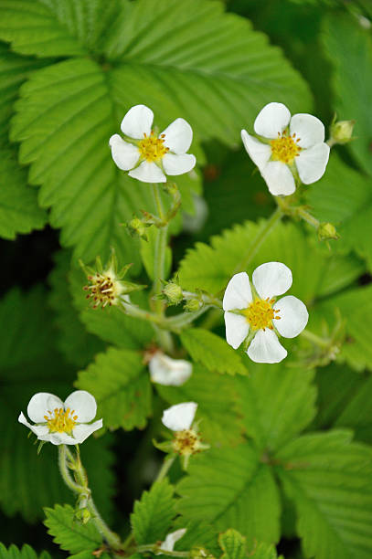istock flower of garden strawberry 525111403