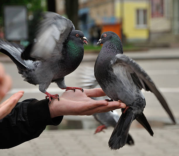 istock Two city pigeons sitting on the man's hand and fighting 525111407