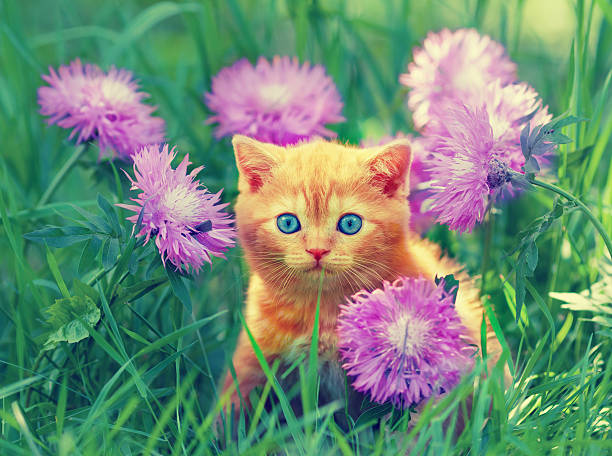 istock Cute little kitten sitting in flower meadow 525119771