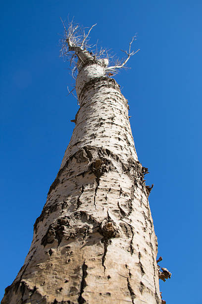 ボールドのツリー - tree tall poplar tree bark ストックフォトと画像