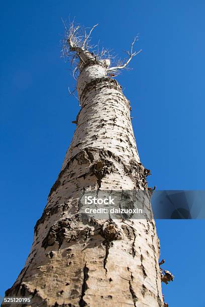 Bald Tree Stock Photo - Download Image Now - Autumn, Bare Tree, Blue