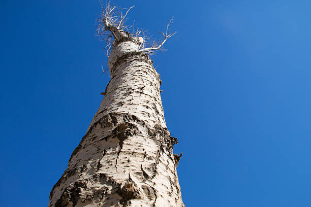 ハゲの木 - tree tall poplar tree bark ストックフォトと画像