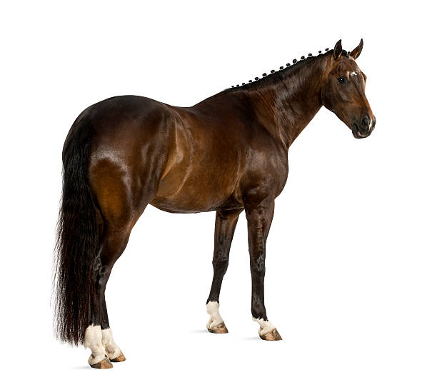 istock KWPN - Dutch Warmblood, 3 years old 525122315