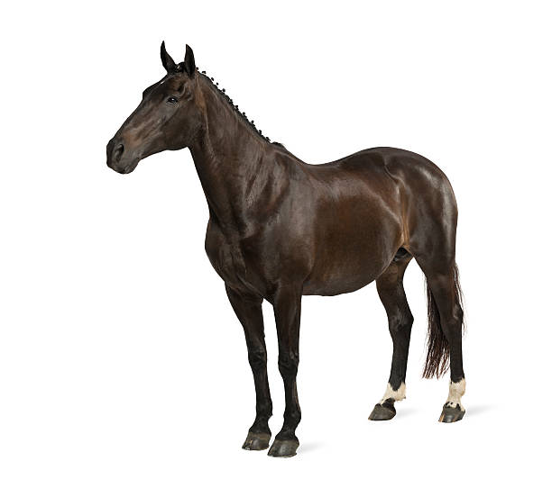 istock belgian sport horse (sBs) - 25 years old 525122317