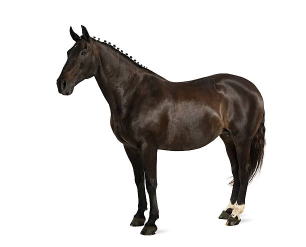 istock belgian sport horse (sBs) 525122321