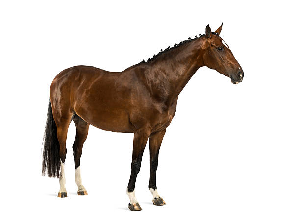 istock Rheinlander - 6 years old 525122325
