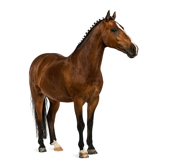 istock Welsh Pony - 17 years old, Equus ferus caballus 525122329