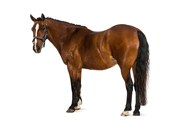 istock Welsh Pony - 17 years old, Equus ferus caballus 525122331