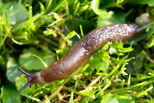 Photo of Slug