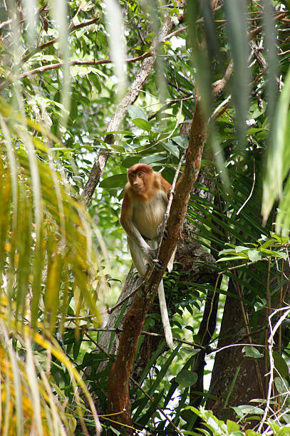 テングザル - monkey proboscis monkey malaysia island of borneo ストックフォトと画像