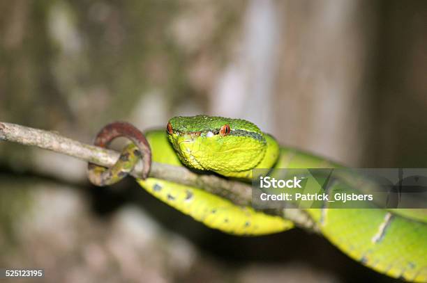 Waglers Pit Viper Stock Photo - Download Image Now - Animal, Animal Wildlife, Animals In The Wild