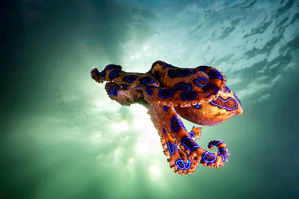 The hovering blue ringed octopus Such a wonderful and beautiful marine life, yet it is deadly with its venomous bite. Found mostly in coral reef around south east asia and Australia. It is a Benthic species, crawling on ocean floor most of the time. The blue ringed will flashes when its get agitated, as a sign of warning. The Venom can kill adult human being, so care must be taken great fully when handling or seeing this animal. camouflage clothing photos stock pictures, royalty-free photos & images