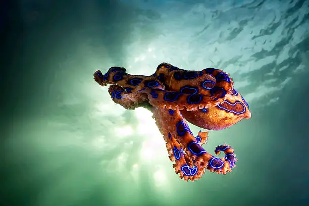 Photo of The hovering blue ringed octopus