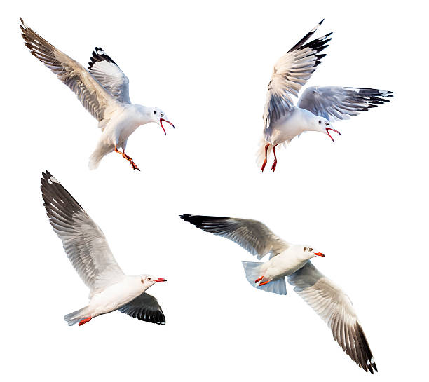 istock flying action of seagull 525123575