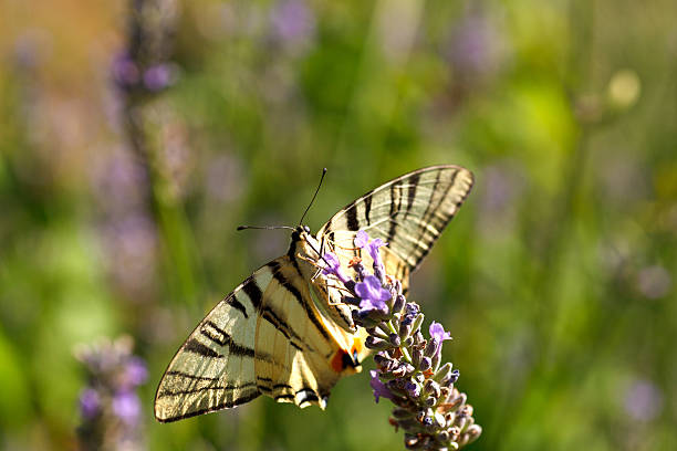istock Old World Swallowtail on lavender flowers 525124153