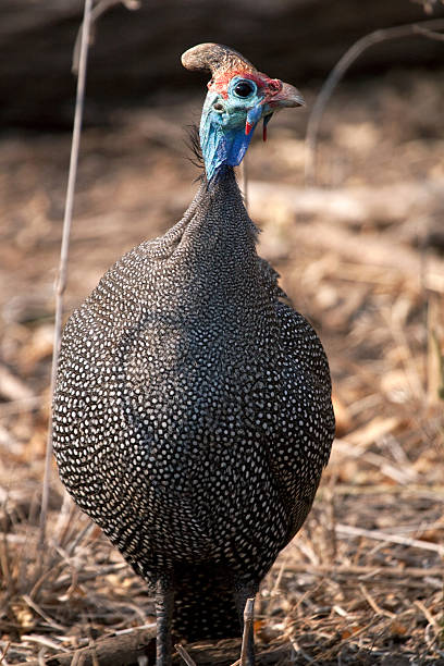 istock Guinea Foul 525125165