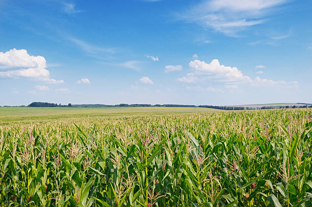istock green  field and blue sky 525125225