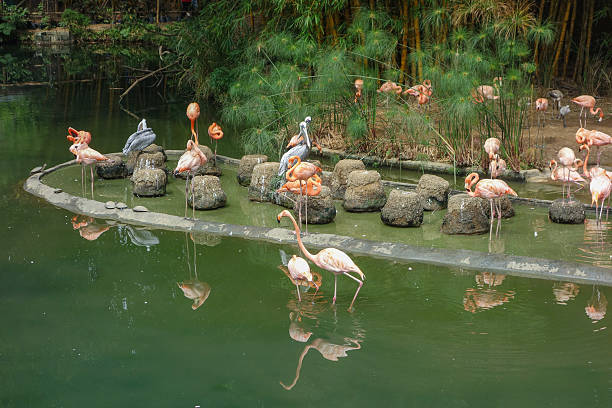 istock Flamingo bird in a pond 525125255