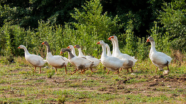 istock Domestic geeses with youngs 525125339