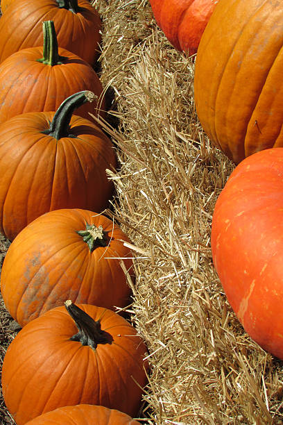 istock Orange Pumpkins In A Row 525126081