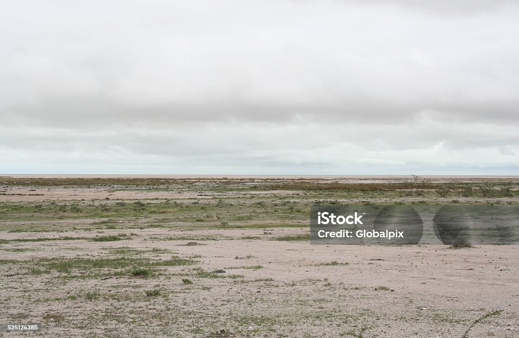 Green Etosha Pan, Rainy Season, Namibia, Africa During wet season the dry semi-arid area of the Etosha National Park changes into a lush green landscape with many ponds. The Etosha National Park is located in Kunene, Northern Namibia. Adventure Stock Photo