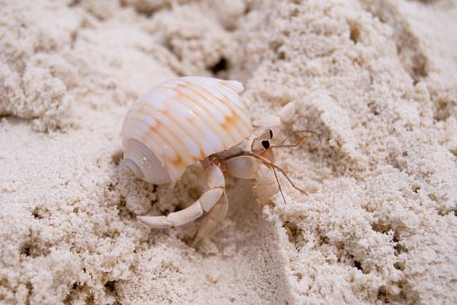 Close up of small crab on the sandy maldivian beach.