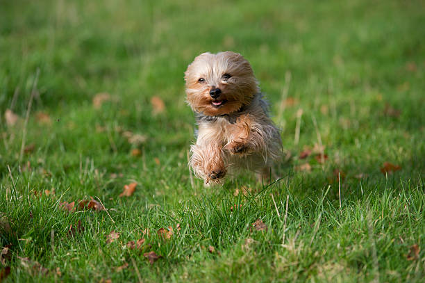 Yorkshire Terrier exercising in a field stock photo