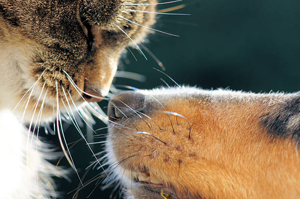istock When friend meets friend 525127075