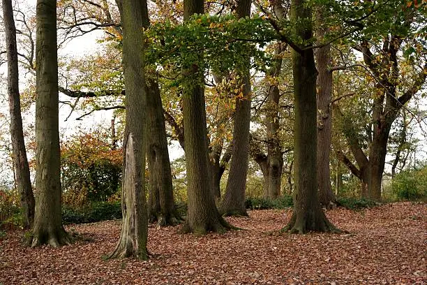 tree copse in autumn with fallen leaves and tree trunks sunlit