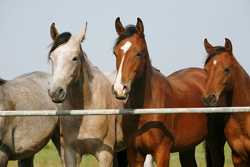 Nice purebred mares looking over corral door