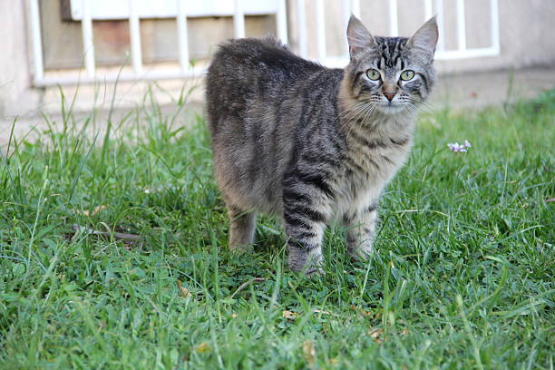 istock Cute cat enjoying his life 525138381