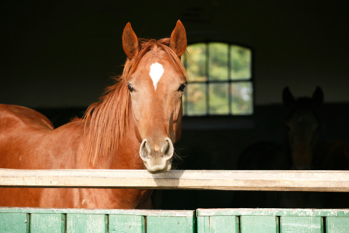 Head shot of a thoroughbred horse looking over stable door
