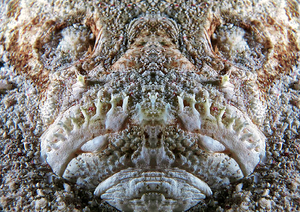 THE BEAUTIFUL STARGAZER This image of Stargazer fish is a mirrored image, to achieved symmetrical in the fish face, thus creating the beautiful inca ruined like fish look stargazer fish stock pictures, royalty-free photos & images