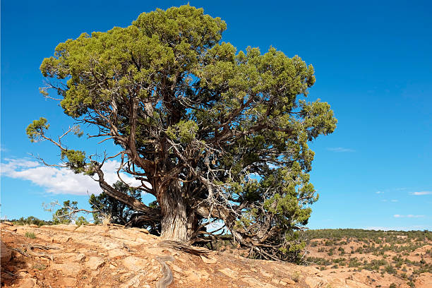 Ancient Utah Juniper with twisted trunks old Twisted Juniperus osteosperma - Utah Juniper juniper tree juniperus osteosperma stock pictures, royalty-free photos & images