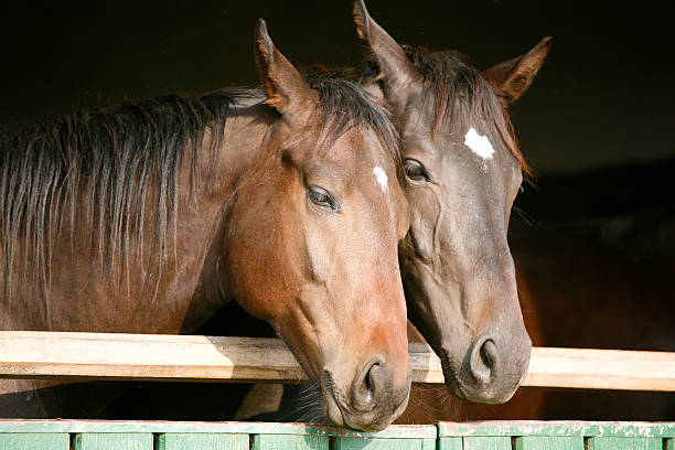 istock Head shot of thoroughbred horses 525139811