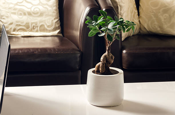 ficus bonsai, ginseng nel salotto - ginseng bonsai tree fig tree banyan tree foto e immagini stock