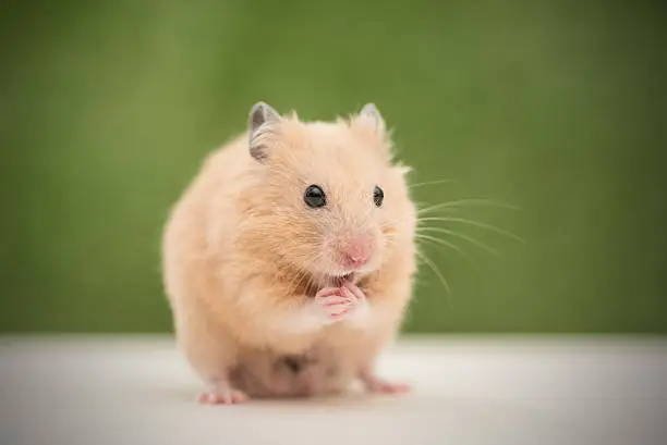 Grooming Hamster.